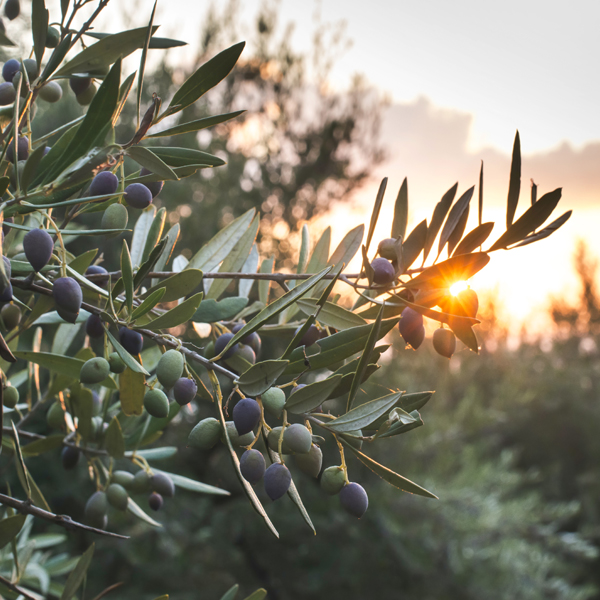 Vente d'oliviers à Plouha