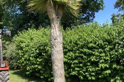 Yucca rostrata deux têtes