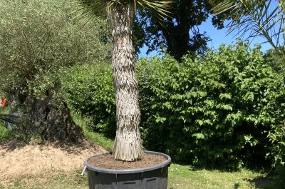 Yucca Rostrata deux têtes