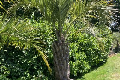 Butia capitata